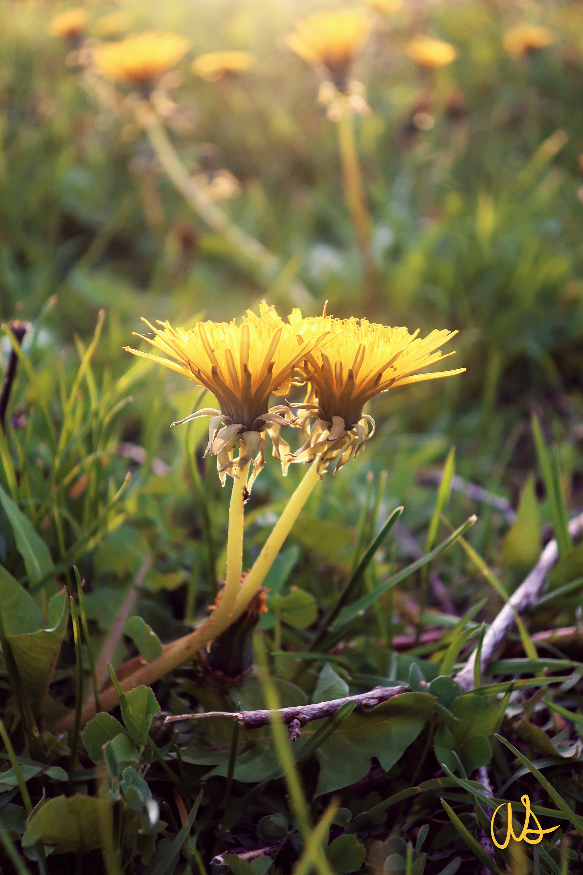 Family Field: two dandelions in a field